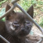 Los Angeles stray kitten with severe eye infection and wounds