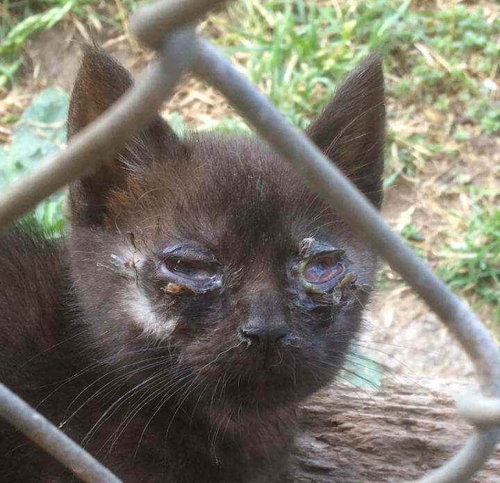 Los Angeles stray kitten with severe eye infection and wounds