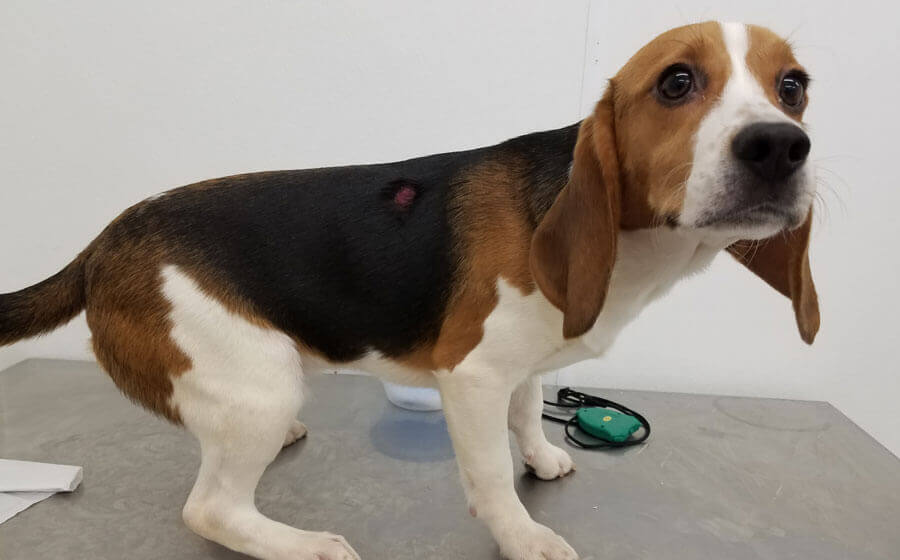 history of animal testing: beagle at Liberty Research