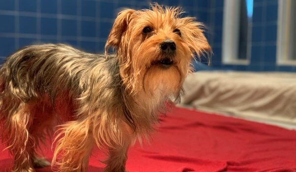 Cute rescued Yorkie mix Bella standing on red blanket