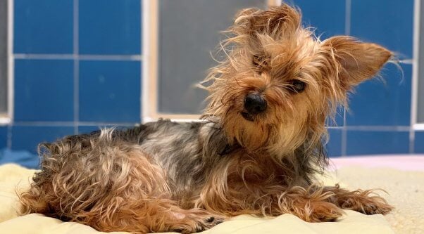 Cute Yorkie mix Bella is available for adoption