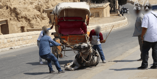 Breaking: Three Camel Traders Arrested at Birqash Camel Market Following PETA Asia Investigation