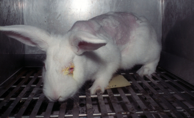 European Commission Backs Phaseout of Animal Use in Experiments and Chemical Tests but Ignores Citizens on Cosmetics