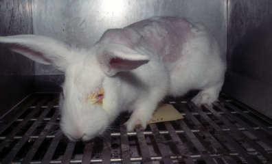 PETA Scientists Use Webinars to Help End Tests on Animals—Here’s How