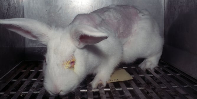 rabbit used in eye-irritation testing