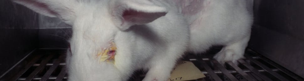 rabbit used in eye-irritation testing