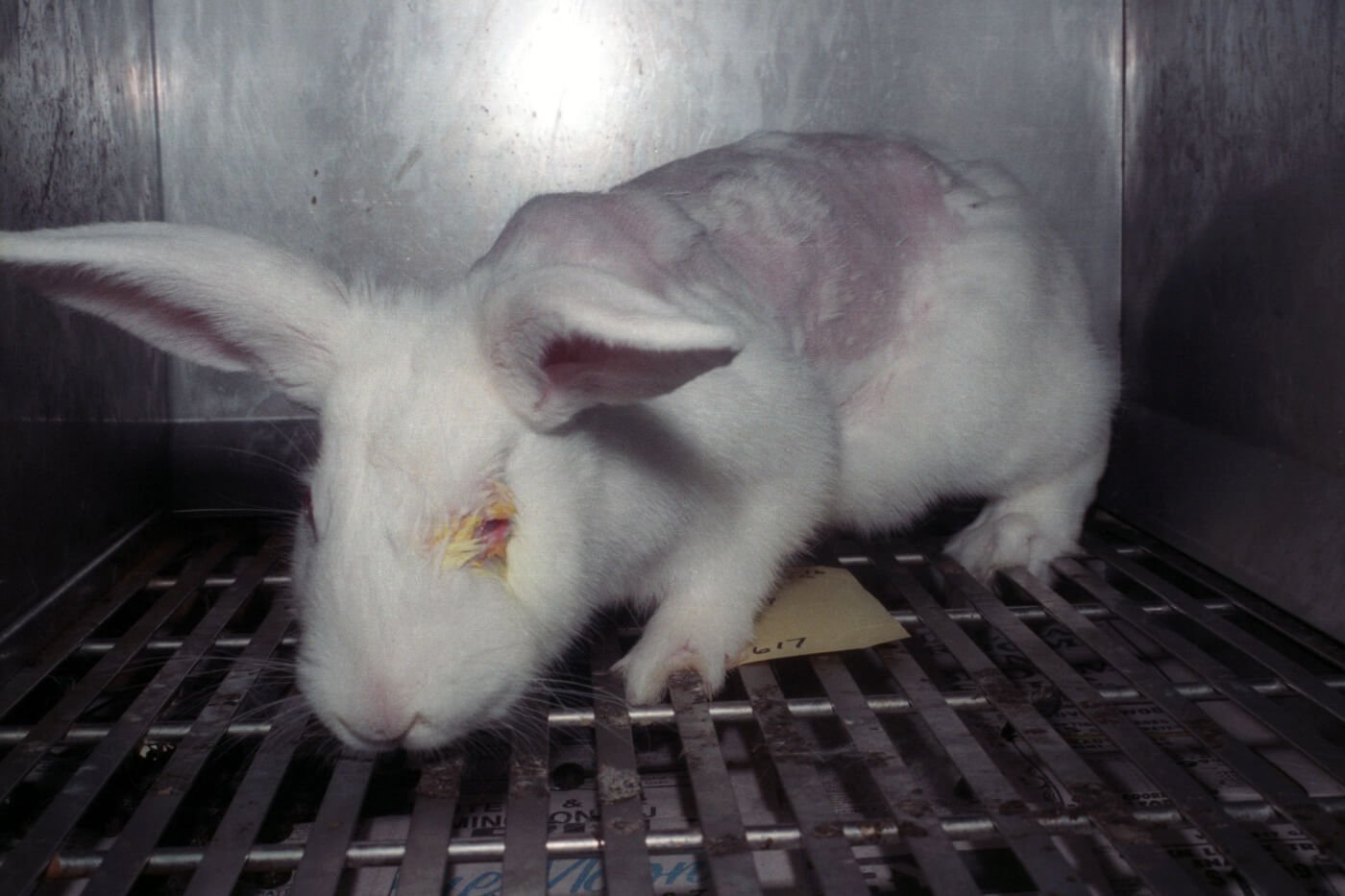 rabbit used in eye-irritation testing