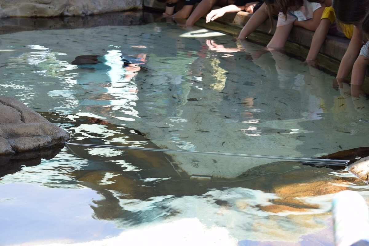 Touch Tanks: Death, Suffocation, Exploitation | PETA Touch Tanks: Death, Suffocation, Exploitation | PETA