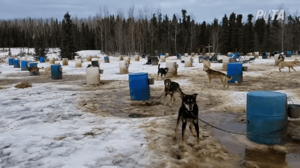 Iditarod Dogs at Kennel