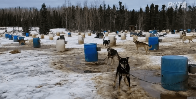 Iditarod Dogs at Kennel