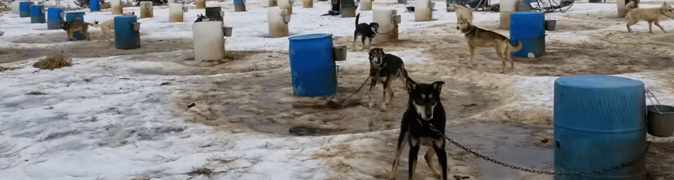 Iditarod Dogs at Kennel