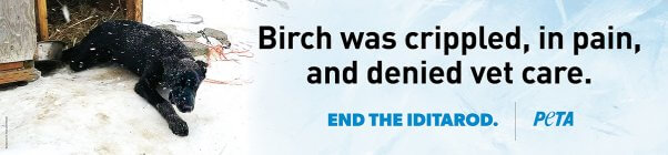 Iditarod Bus Ads Birch