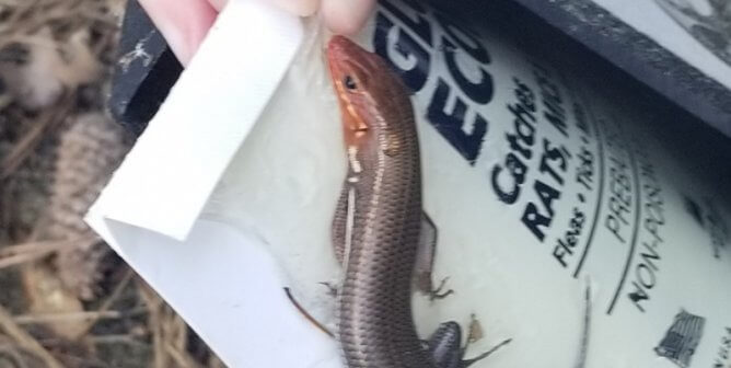 small lizard caught on glue trap