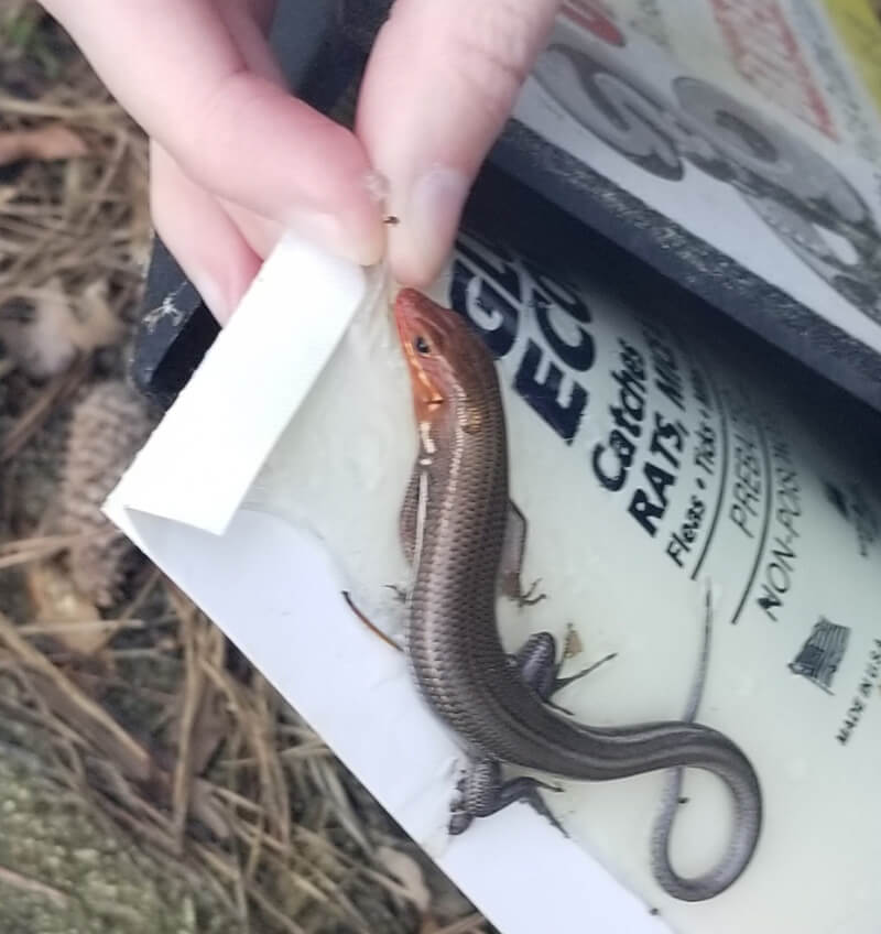 small lizard caught on glue trap