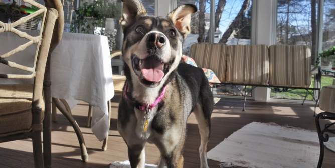 Happy rescued dog Maggie