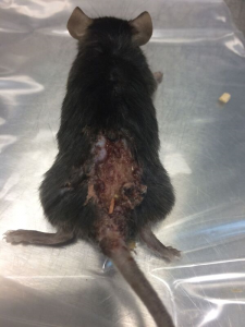 University of Pittsburgh Animal Lab