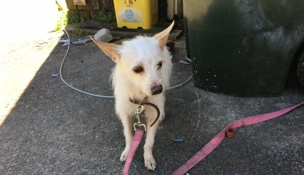 "Before" photo of Penny tied to garbage can