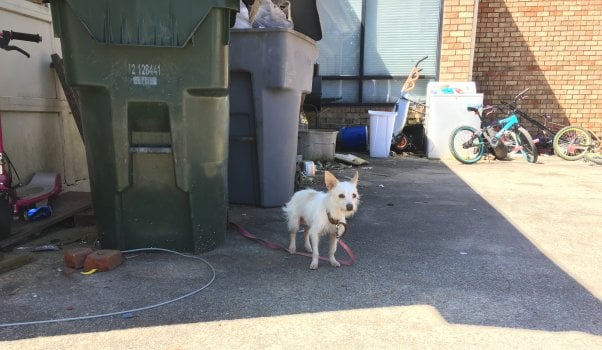 Cute little white dog tethered to trash can