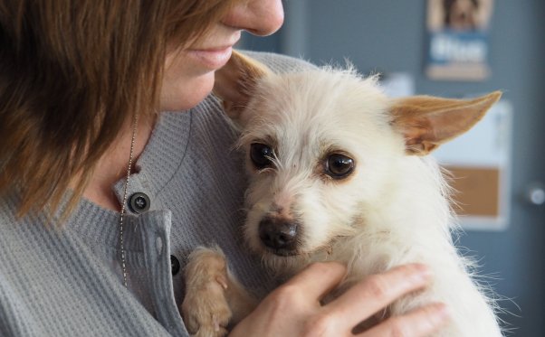 Penny, a dog rescued by PETA, being held by woman