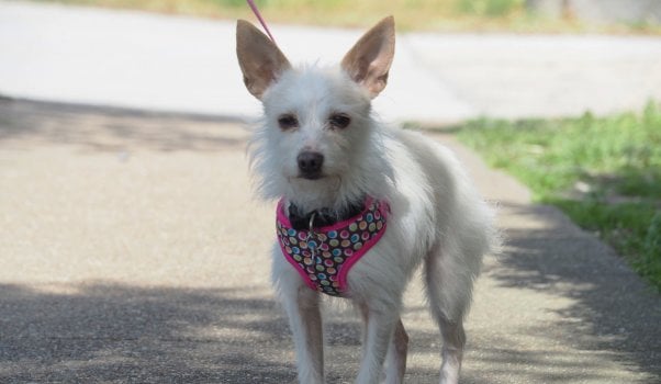 Cute little white dog wearing harness out for a walk