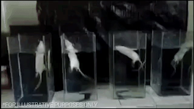 Kill Rats GIFs