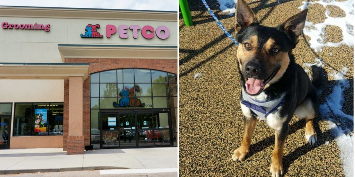Dog Disappears From Petco During Grooming Visit PETA