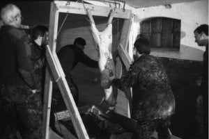 Black and white photo of a pig being strung up by their hind legs as two anonymous people stand on either side of them.