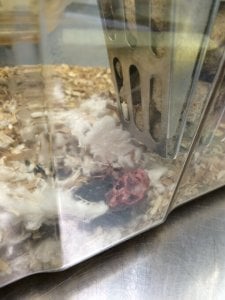 photo of cannibalized mice