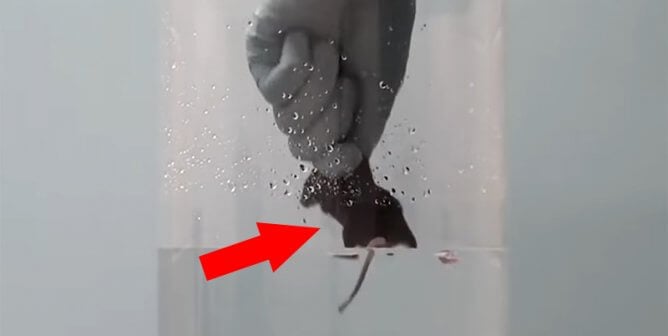 rodent being placed in container of water by experimenter