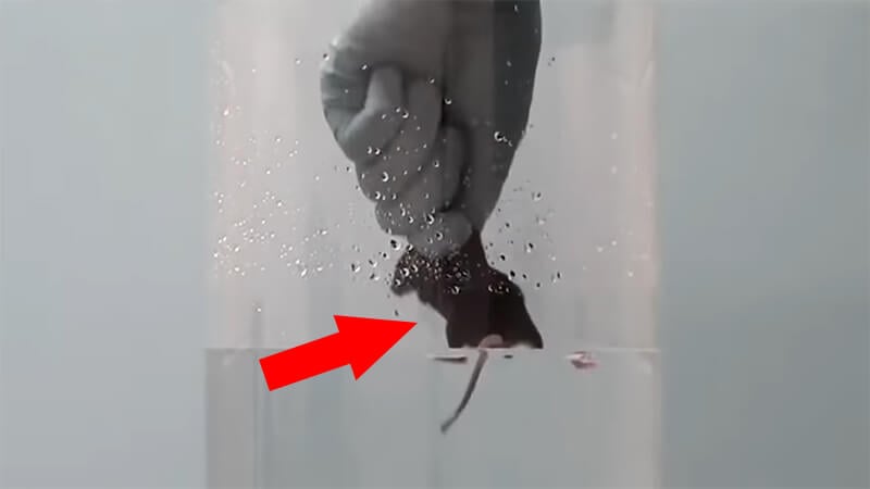 rodent being placed in container of water by experimenter