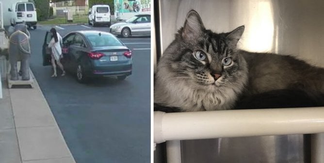 Help Identify This Woman Who Abandoned a Cat Outside PETA’s HQ