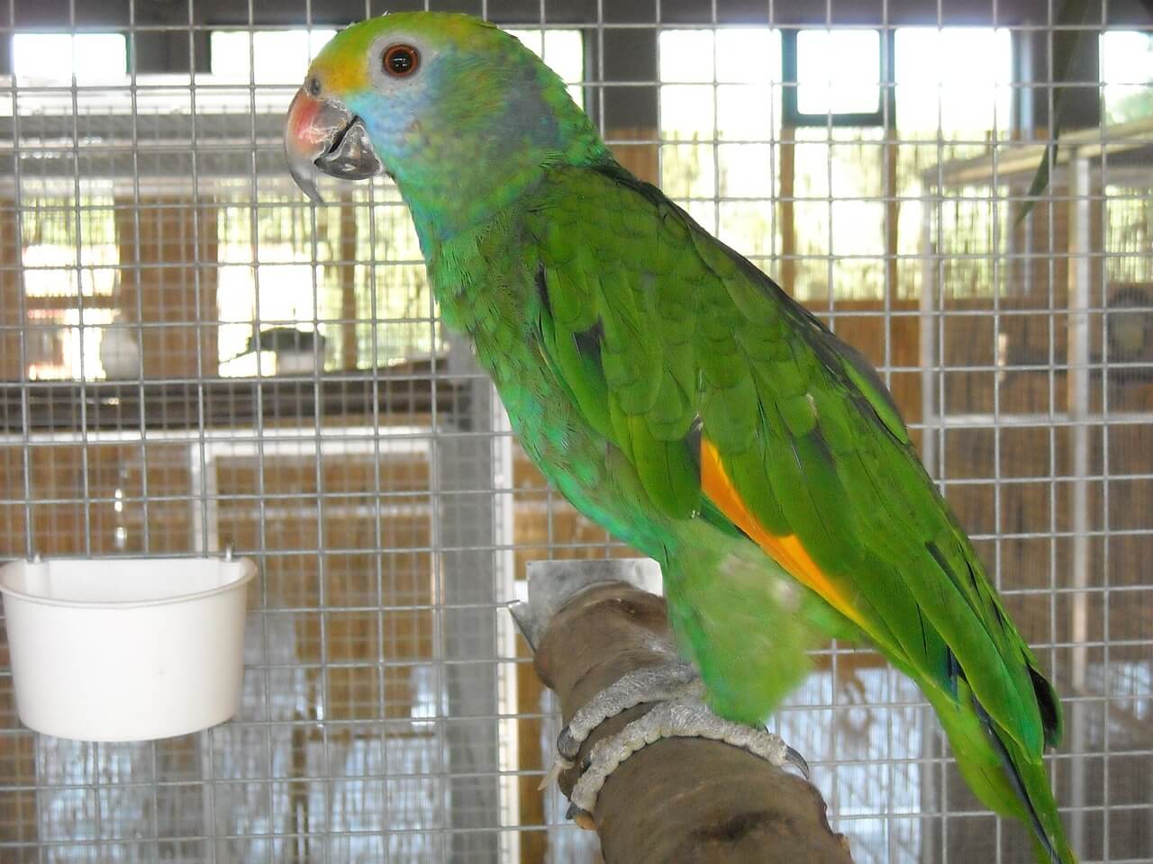 Bird PTSD and More Reasons Never to Cage Them | PETA Bird PTSD and More Reasons Never to Cage Them | PETA