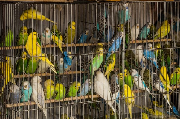 Parakeets Cramped in Birds Cage