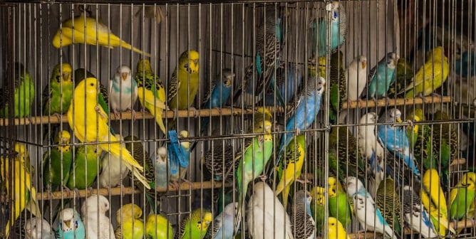 never buy parakeets or other birds for sale here is why