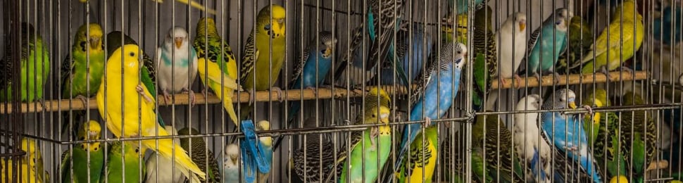 never buy parakeets or other birds for sale here is why