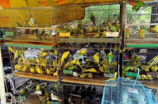 Crowded Parakeets in Cages