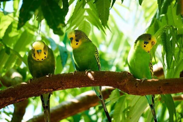 Flock of Parakeets