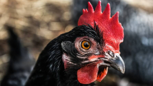 a chicken with a bright red comb and black feathers