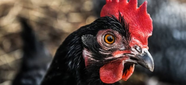 a chicken with a bright red comb and black feathers