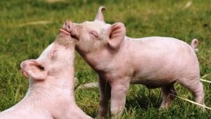 two piglets snuggling on grass