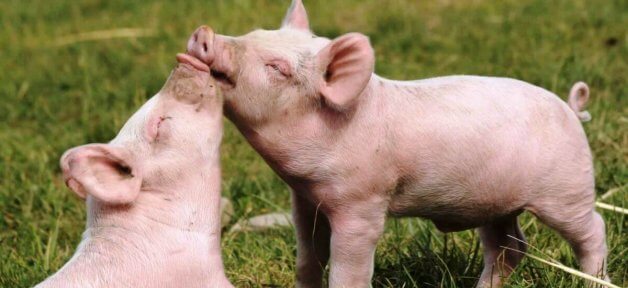 two piglets snuggling on grass