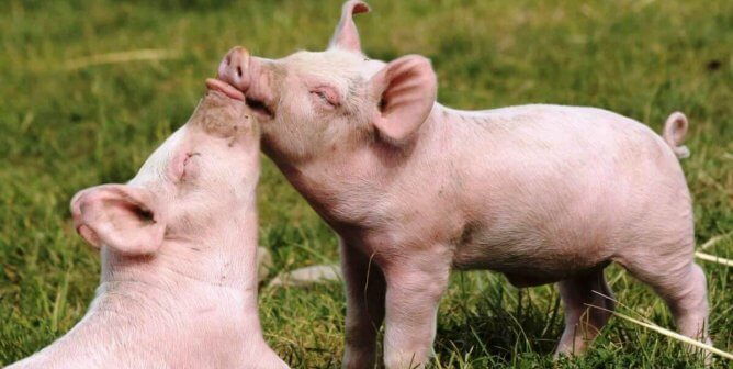 Animals Used for Food