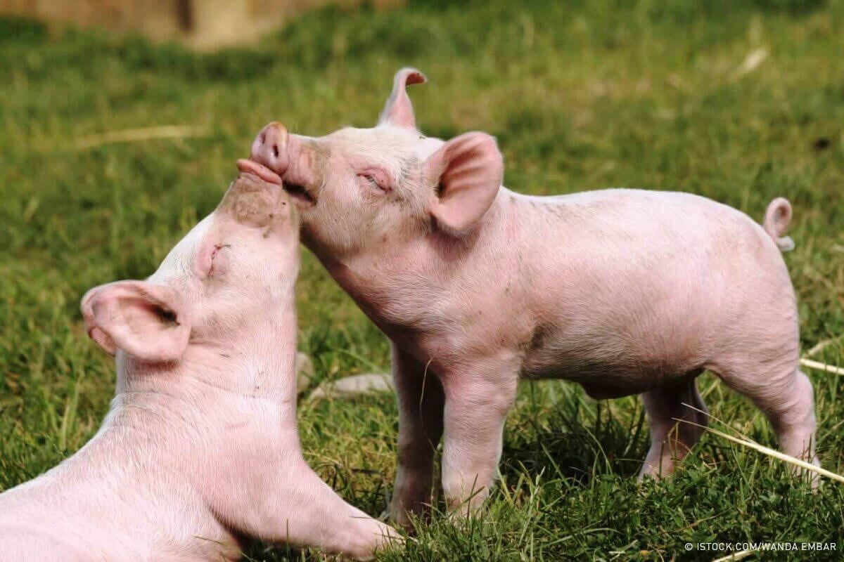 two piglets snuggling on grass