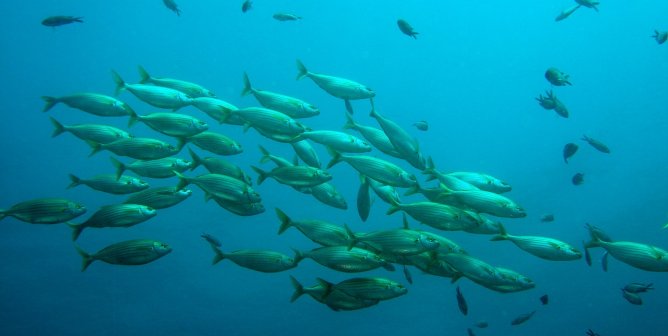 ocean fish blue water