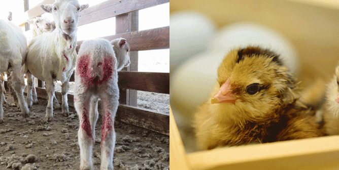 These Animals Endure Dismal, Horrifying Deaths After Outliving Their 'Usefulness'