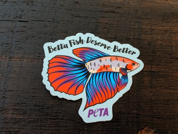 betta fish sticker