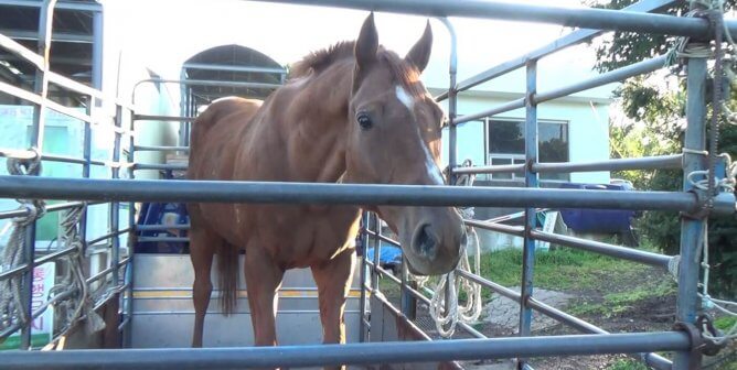 horse in korean racing industry