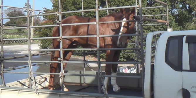 Horses Used for Racing Illegally Killed Just Feet From Others in  a Slaughterhouse