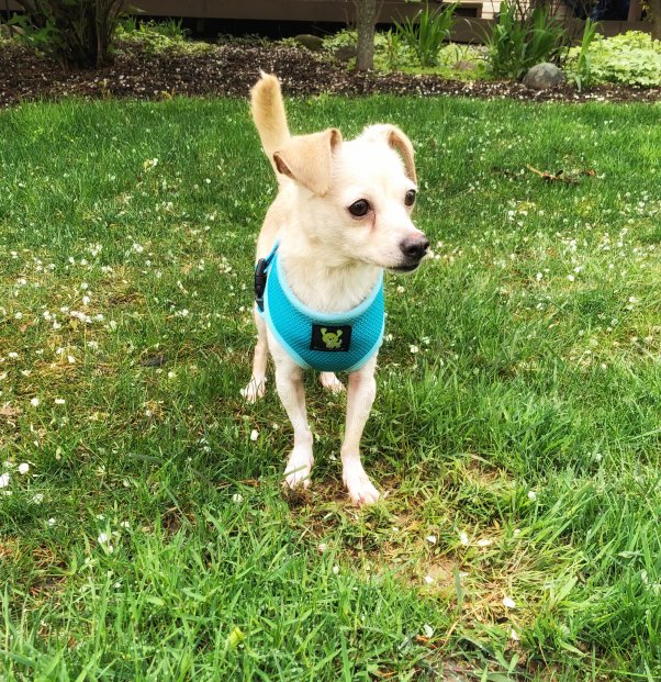 snall dog with perky ears stands in short grass