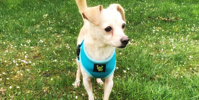 snall dog with perky ears stands in short grass